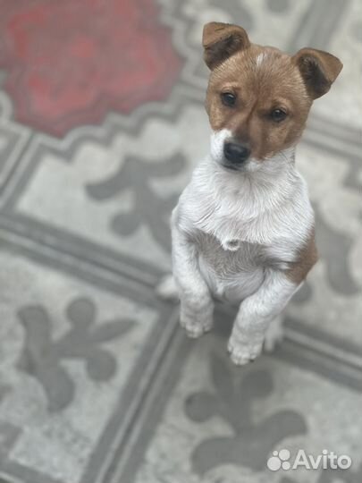 Щенок Джек Рассел терьер