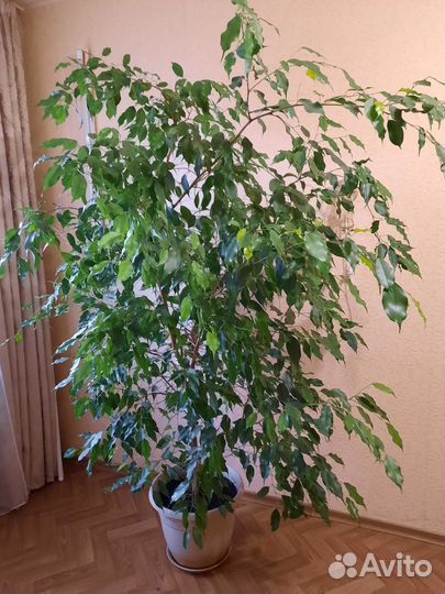 Продам Фикус