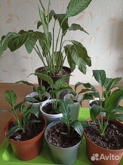 Спатифиллум