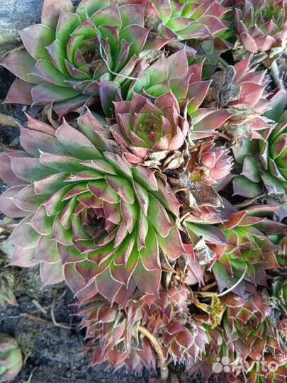 Многолетние растения для сада