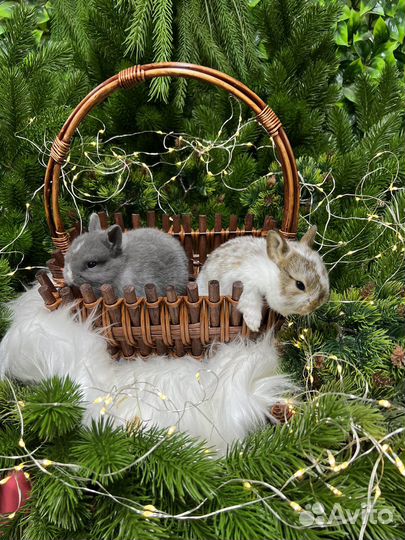 Кролик карликовый