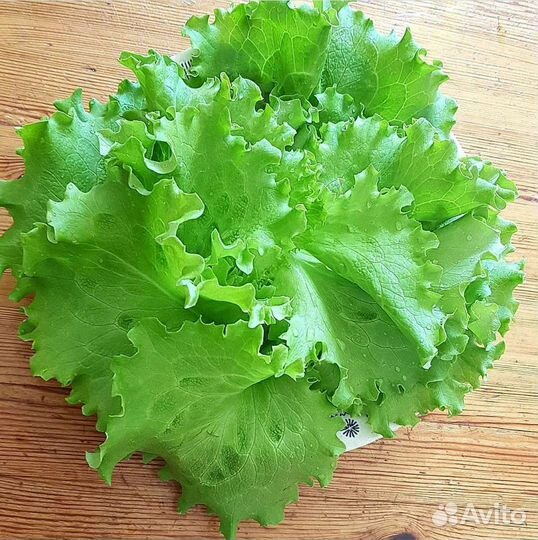 Салат листовой и все виды салатов