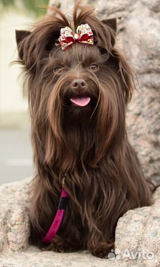 Приглашает на вязку