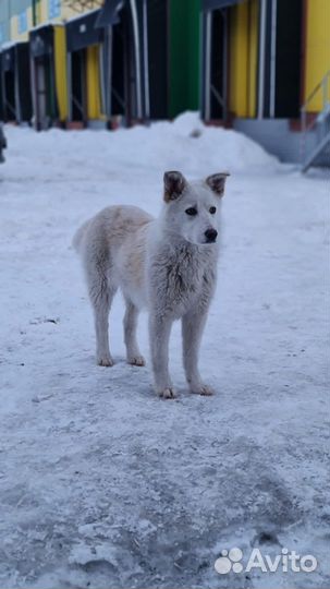 Собака в добрые руки