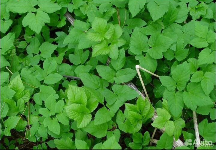 Сушеная сныть, крапива, листья малины, одуванчики