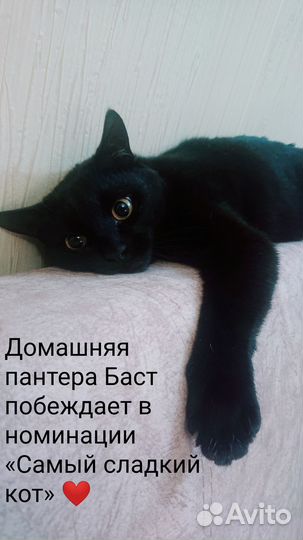 Зооняня, передержка животных