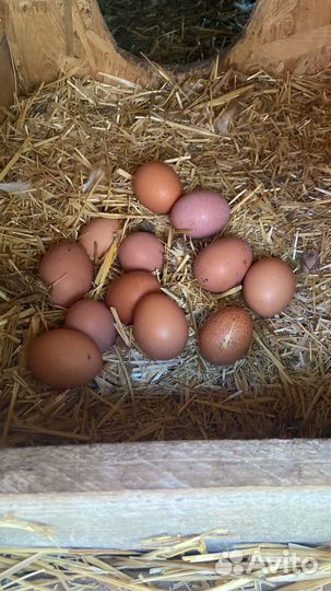 Куры несушки