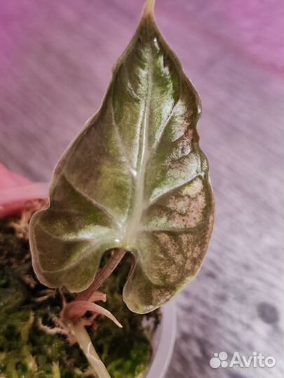 Алоказия Локо (Loco)