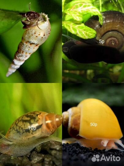 Аквариумные рыбки