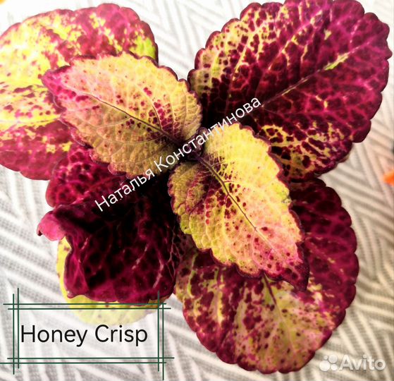 Колеусы вегетативные