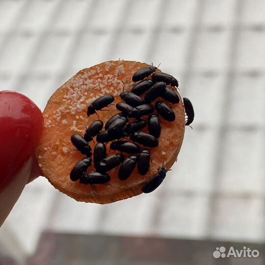 Жук знахарь личинки жука знахаря