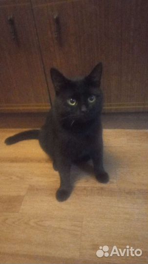 Британский кот