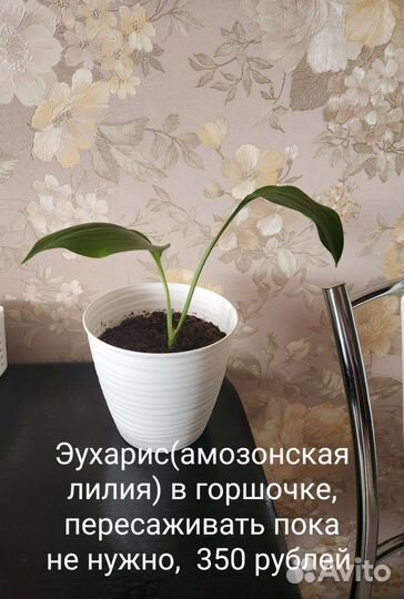 Эухарис амазонская лилия