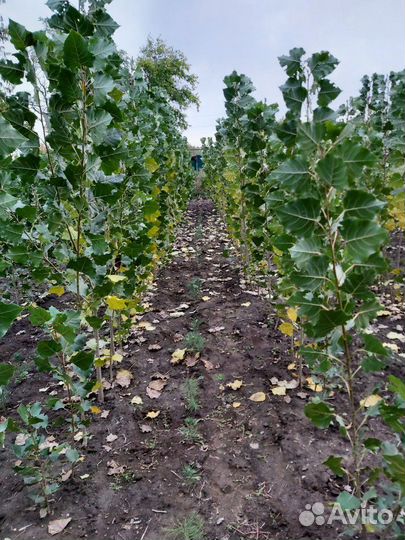 Саженцы хвойных и лиственных пород,кустарники