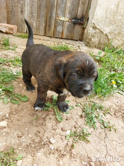 Щенки кане корсо