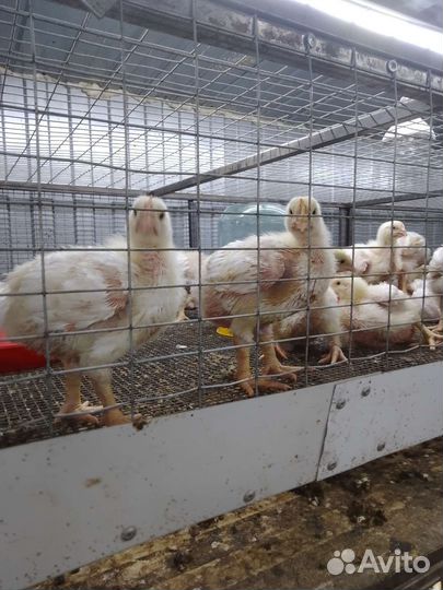 Бройлеры Кобб 500