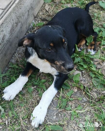 Щенки в добрые руки