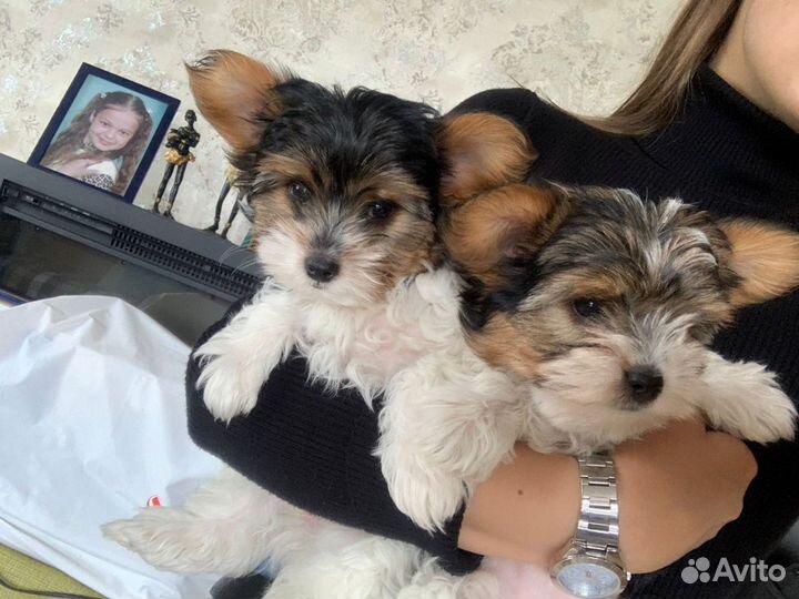 Бивер Йорк девочка