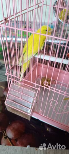Волнистый попугай с клеткой