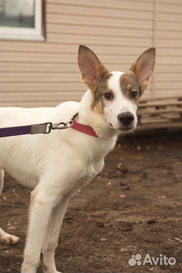 Собака Донна