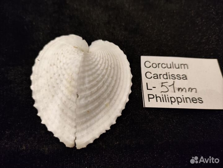 Морская раковина