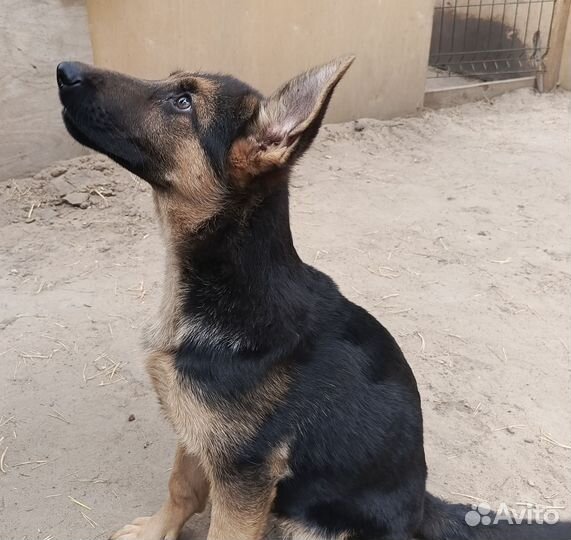 Немецкая овчарка