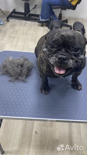 Грумер. Груминг. Стрижка собак