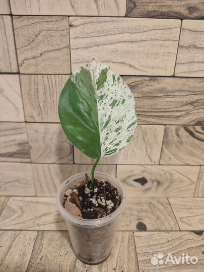 Эпипремнум пиннатум вайт марбл