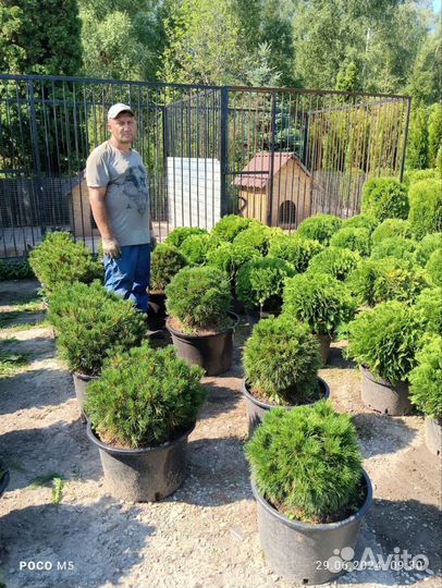 Сосна горная в ассортименте