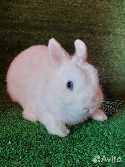 Кролик гермелин