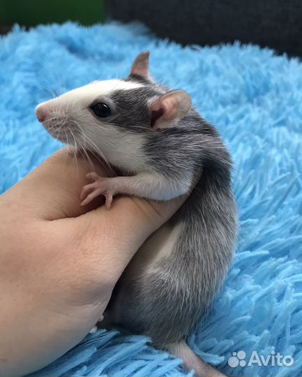 Крыса Хаски Крысята Девочки