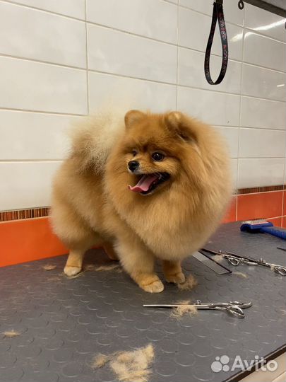 Стрижка собак груминг