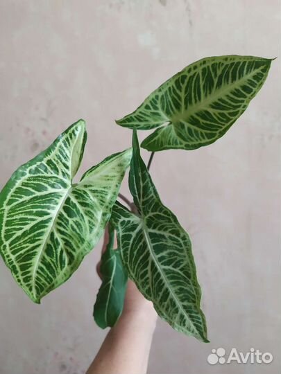 Сингониумы