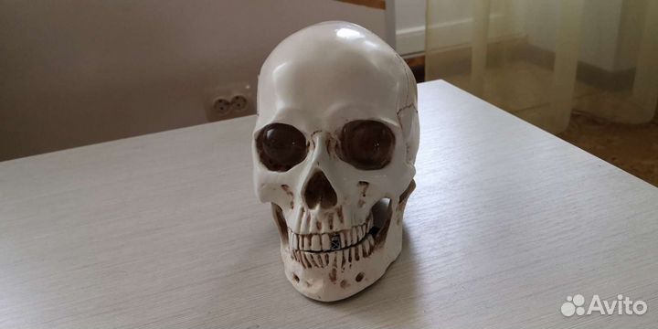 Свирепый череп