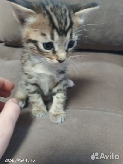 Котята