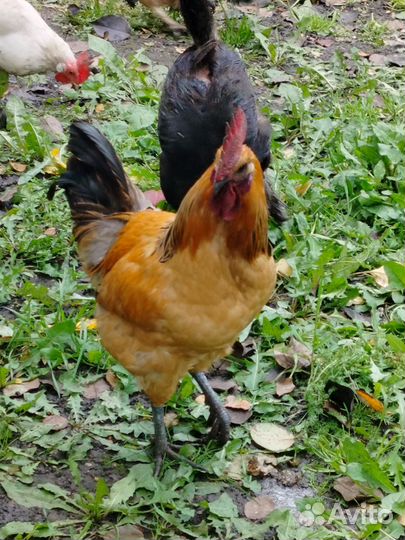 Петушки Лакенданзи