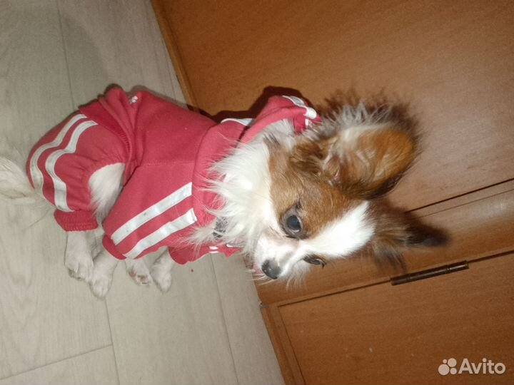 Щенки папийона