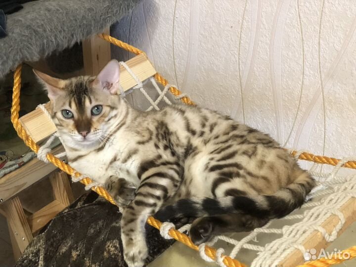 Бенгальские котята