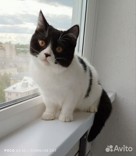 Британские котята