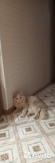 Случка кошки