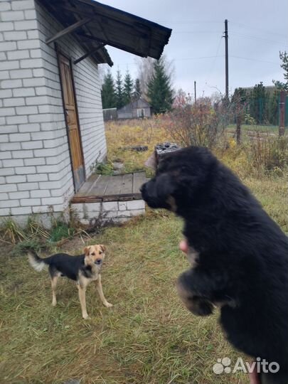 Щенки дворняжка бесплатно в добрые руки