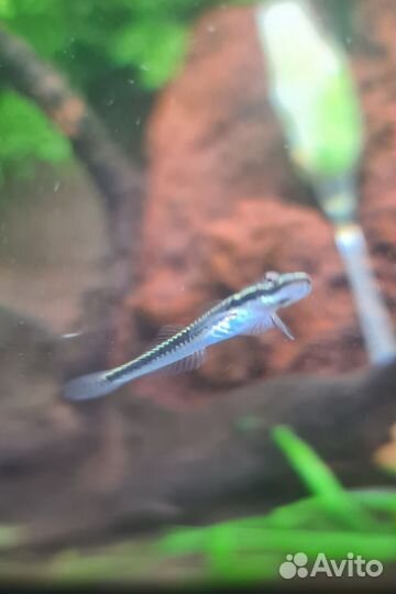 Аквариумные рыбки