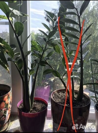 Замиокулькас. Долларовое дерево