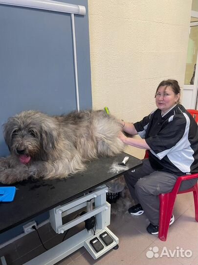 Грумер стрижка собак