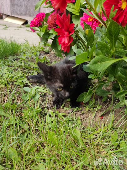 Котята в дар