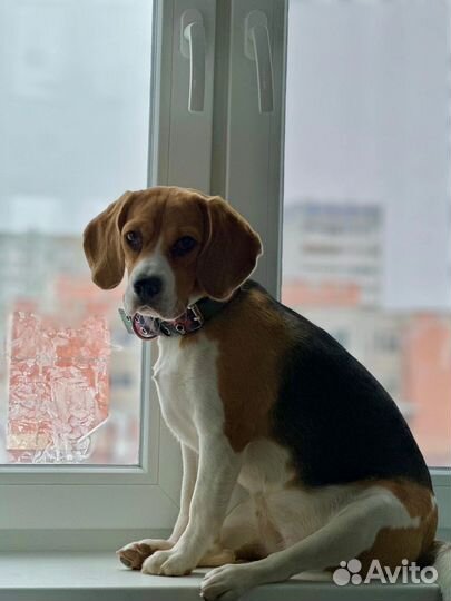 Бигль вязка