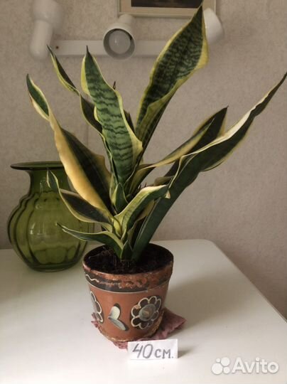 Сансевиерия