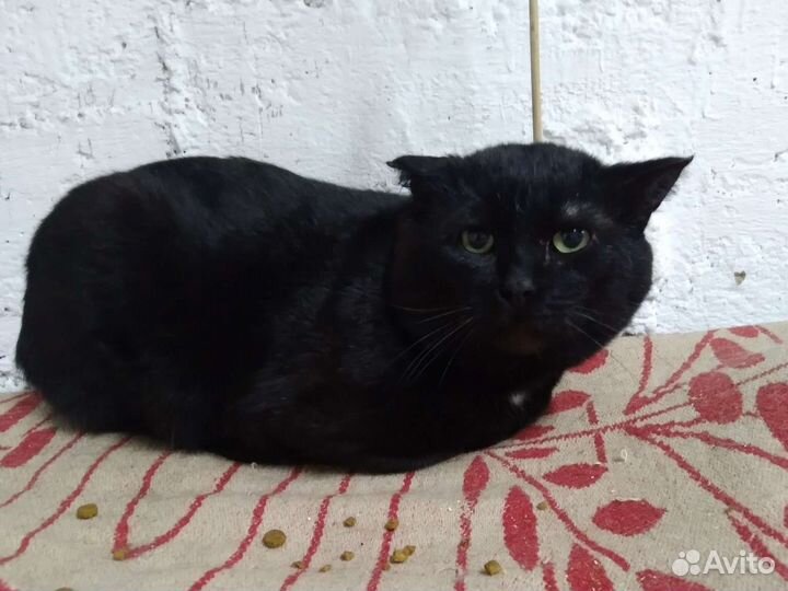 Кот чёрный