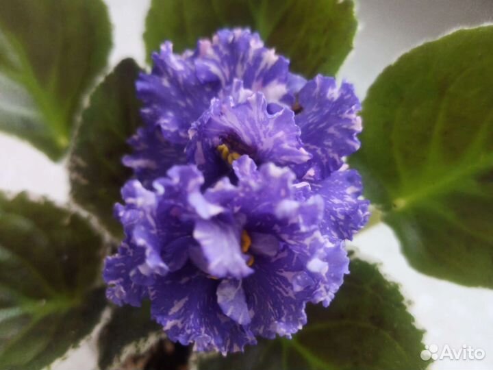 Фиалки сортовые