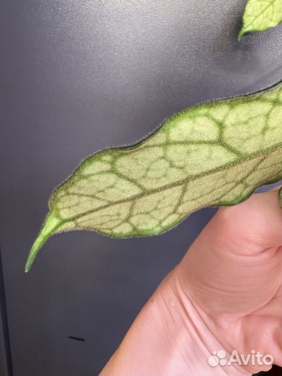 Хойя Вилоза